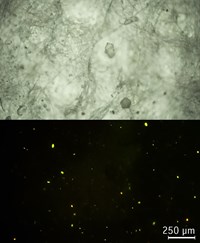 Stained particles for the detection of microplastics