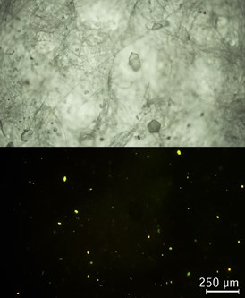 Stained particles for the detection of microplastics