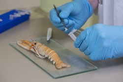 Sampling of Norwegian lobster for DNA analysis