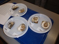 Oesters